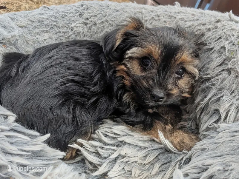 Cuddles  – Yorkshire Terrier puppy for sale in Malone, FL