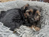 Cuddles , a female Yorkshire Terrier for sale in Malone, FL – 1 of 4