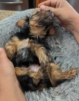 Posie, a female Yorkshire Terrier for sale in Malone, FL – 3 of 3