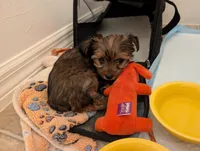 Brownie , a female Yorkshire Terrier for sale in Malone, FL – 4 of 5