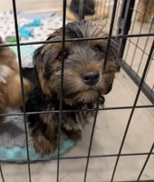 Mocha, a female Yorkshire Terrier for sale in Malone, FL – 2 of 5