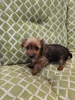 Bigsby, a male Yorkshire Terrier for sale in Malone, FL – Photo 4 of 4