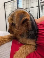 Bigsby, a male Yorkshire Terrier for sale in Malone, FL – Photo 2 of 7