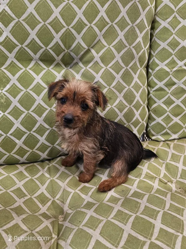 Bigsby – Yorkshire Terrier puppy for sale in Malone, FL