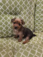 Bigsby, a male Yorkshire Terrier for sale in Malone, FL – Photo 1 of 4