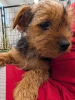 Bigsby, a male Yorkshire Terrier for sale in Malone, FL – Photo 3 of 7