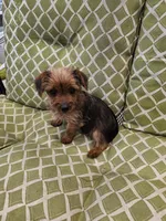 Bigsby, a male Yorkshire Terrier for sale in Malone, FL – Photo 3 of 4