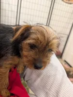 Bigsby, a male Yorkshire Terrier for sale in Malone, FL – Photo 1 of 7