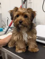 Sugar, a female Yorkshire Terrier for sale in Malone, FL – 6 of 6