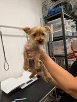 Toto, a male Yorkshire Terrier for sale in Malone, FL – 4 of 7