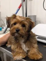 Sugar, a female Yorkshire Terrier for sale in Malone, FL – 2 of 6