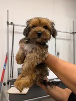 Caramel, a female Yorkshire Terrier for sale in Malone, FL – 3 of 5