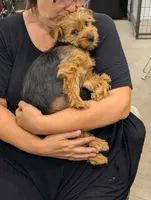 Bigsby, a male Yorkshire Terrier for sale in Malone, FL – 3 of 8
