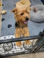 Missy, a female Yorkshire Terrier for sale in Malone, FL – 10 of 10