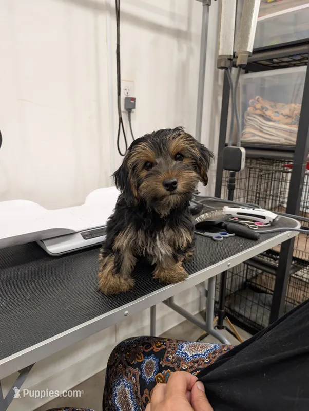 Mocha – Yorkshire Terrier puppy for sale in Malone, FL