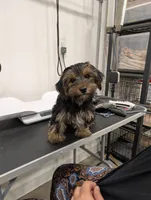 Mocha, a female Yorkshire Terrier for sale in Malone, FL – 4 of 5