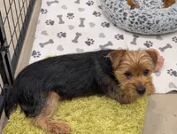 Bigsby, a male Yorkshire Terrier for sale in Malone, FL – 2 of 8