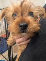 Toto, a male Yorkshire Terrier for sale in Malone, FL – Photo 2 of 3