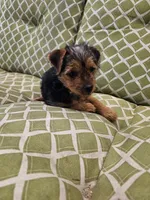Toto, a male Yorkshire Terrier for sale in Malone, FL – Photo 3 of 3
