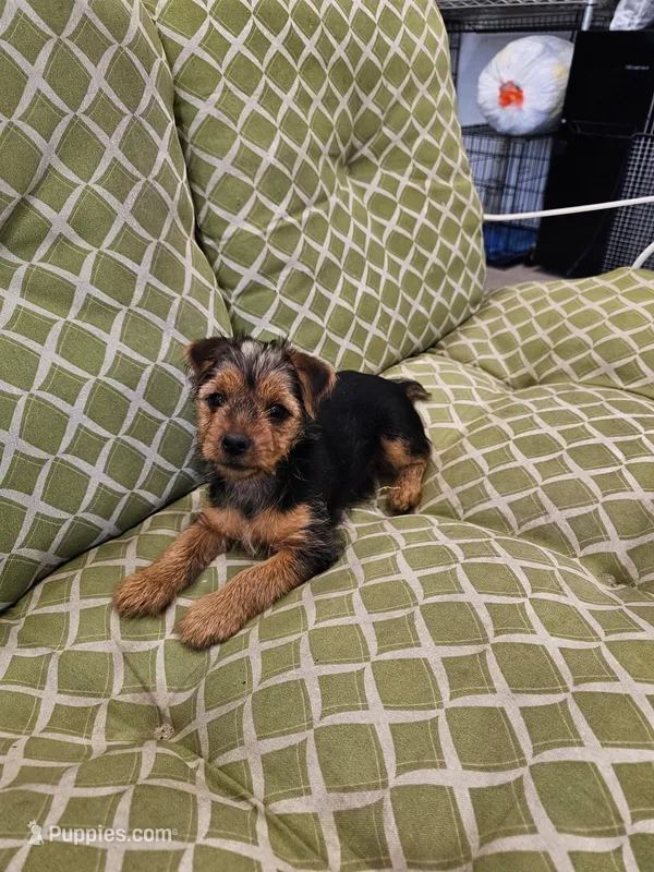 Toto – Yorkshire Terrier puppy for sale in Malone, FL
