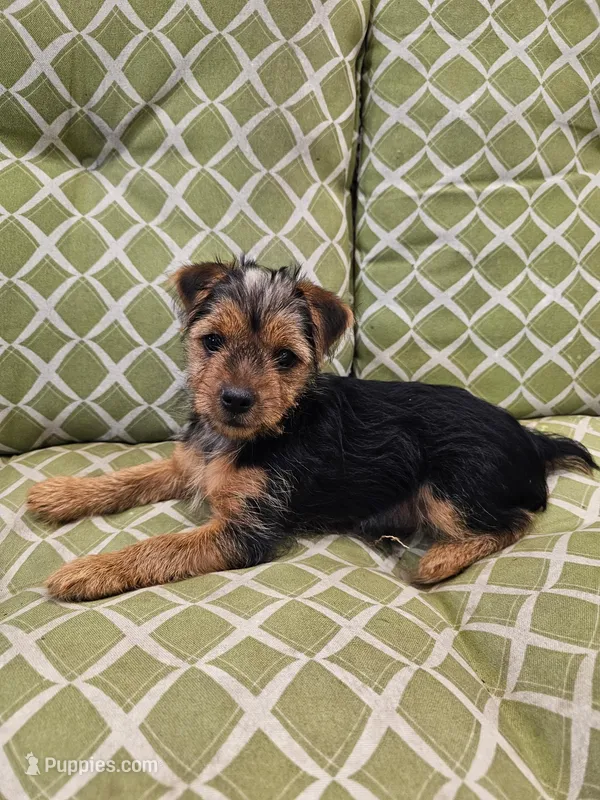 Toto – Yorkshire Terrier puppy for sale in Malone, FL
