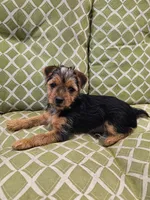 Toto, a male Yorkshire Terrier for sale in Malone, FL – Photo 1 of 3