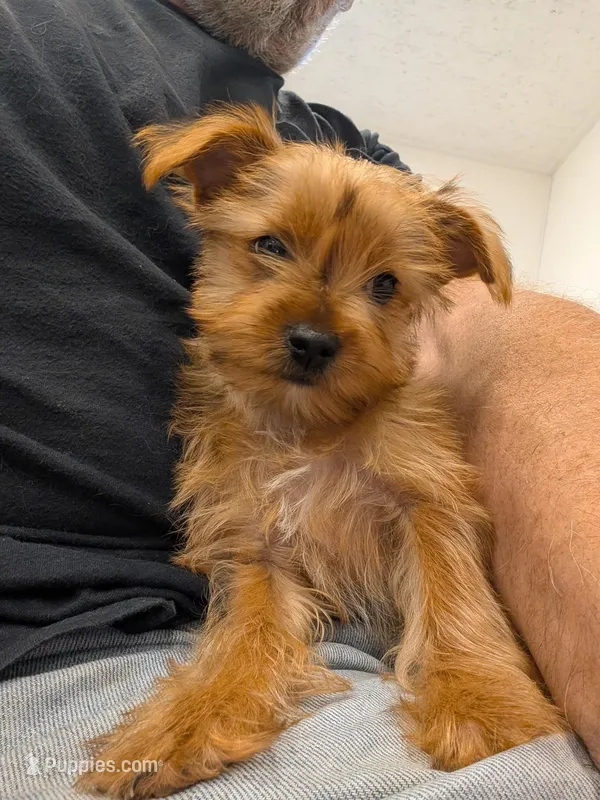 Toto – Yorkshire Terrier puppy on hold in Malone, FL