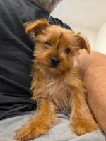 Toto, a male Yorkshire Terrier for sale in Malone, FL – Photo 1 of 3