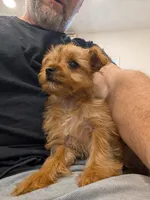 Toto, a male Yorkshire Terrier for sale in Malone, FL – Photo 3 of 3