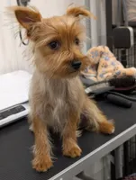 Toto, a male Yorkshire Terrier for sale in Malone, FL – 1 of 7