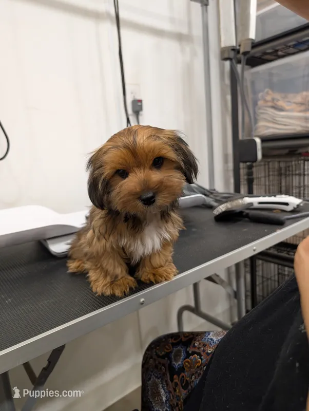 Caramel – Yorkshire Terrier puppy for sale in Malone, FL