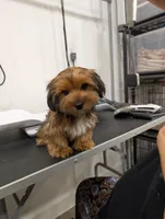 Caramel, a female Yorkshire Terrier for sale in Malone, FL – 1 of 5
