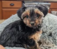 Posie, a female Yorkshire Terrier for sale in Malone, FL – 1 of 3