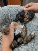 Cuddles , a female Yorkshire Terrier for sale in Malone, FL – 3 of 4