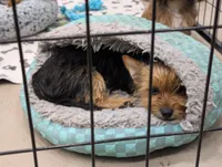 Missy, a female Yorkshire Terrier for sale in Malone, FL – 2 of 10
