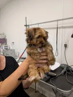 Sugar, a female Yorkshire Terrier for sale in Malone, FL – 4 of 6