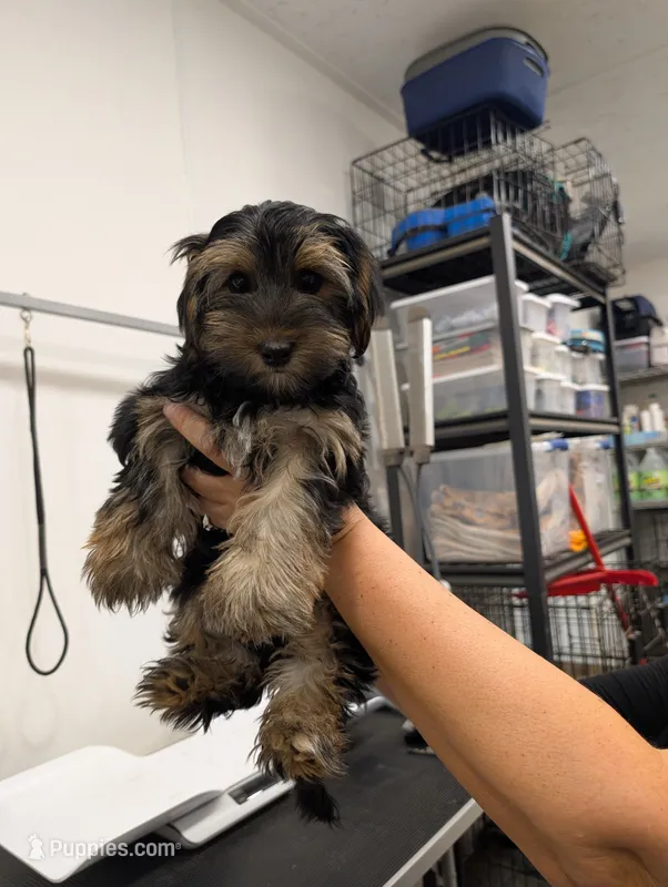 Mocha – Yorkshire Terrier puppy for sale in Malone, FL