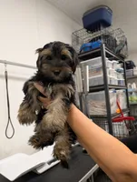 Mocha, a female Yorkshire Terrier for sale in Malone, FL – 1 of 5
