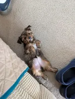 Brownie , a female Yorkshire Terrier for sale in Malone, FL – 2 of 5