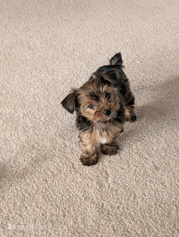Brownie  – Yorkshire Terrier puppy for sale in Malone, FL