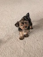 Brownie , a female Yorkshire Terrier for sale in Malone, FL – 1 of 5