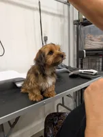 Caramel, a female Yorkshire Terrier for sale in Malone, FL – 2 of 5