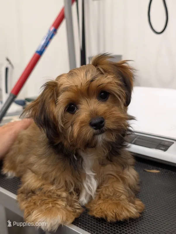 Sugar – Yorkshire Terrier puppy for sale in Malone, FL