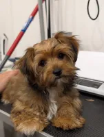 Sugar, a female Yorkshire Terrier for sale in Malone, FL – 1 of 6