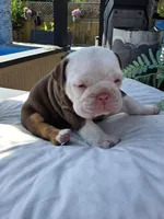 Bravo, a male English Bulldog for sale in Redlands, CA – Photo 8 of 10