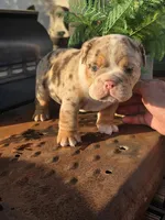 Delta - AKC registered , a male English Bulldog for sale in Redlands, CA – 10 of 10