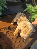 Delta, a male English Bulldog for sale in Redlands, CA – Photo 4 of 10