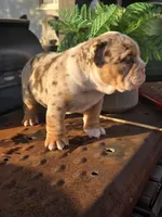 Delta, a male English Bulldog for sale in Redlands, CA – Photo 7 of 10