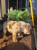 Delta, a male English Bulldog for sale in Redlands, CA – Photo 9 of 10