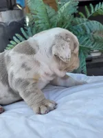 Alpha, a male English Bulldog for sale in Redlands, CA – Photo 10 of 10